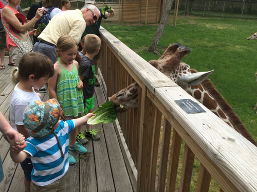 Michael feeds a giraffe!